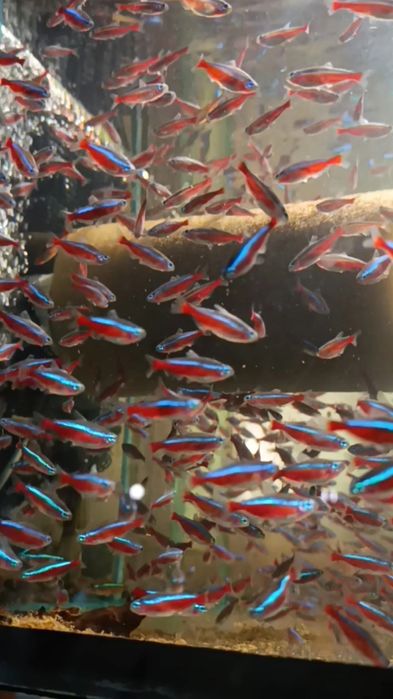 Аквариумные рыбки /Севилья