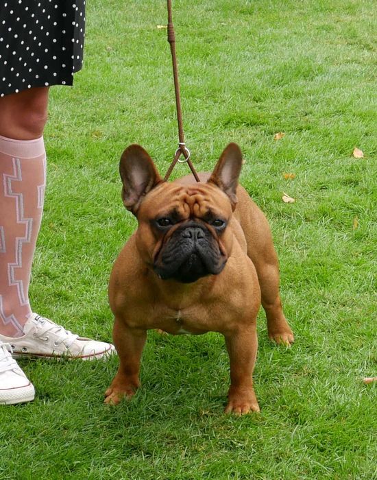Buldog francuski FCI, prawdziwy rodowód ZKwP piękny, mocny rudy piesek