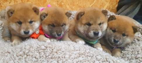 Shiba inu szczeniaczek