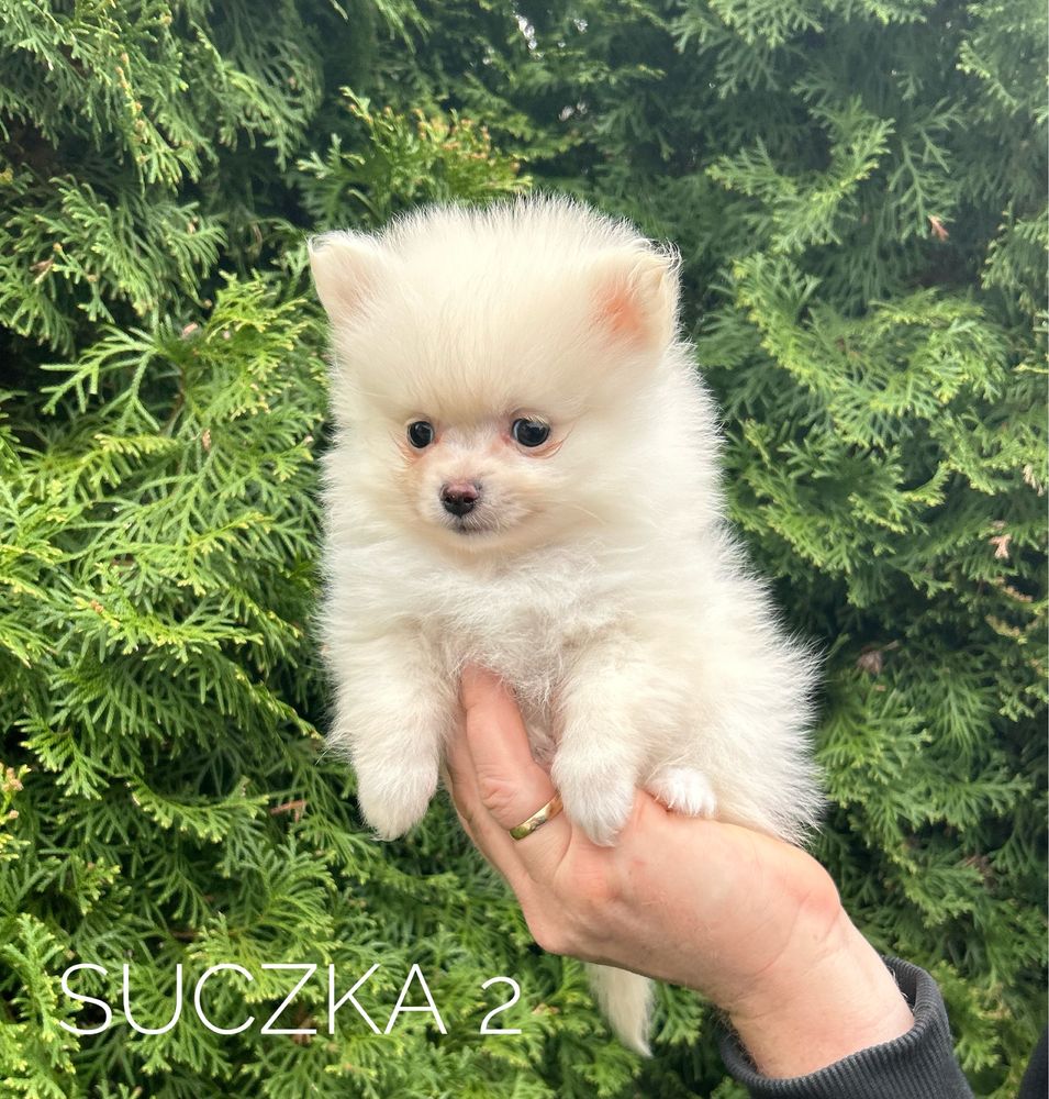 Szpic miniaturowy pomeranian, suczka cream, kremowa!