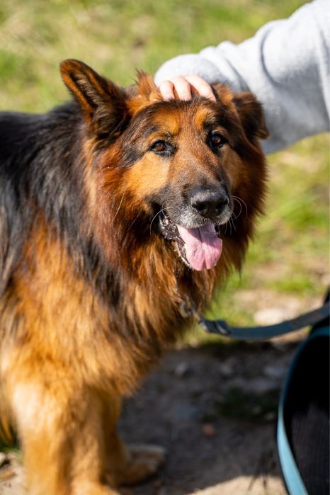 Sproket, ułożony owczarek niemiecki długowłosy, z hodowli