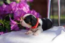Szczeniak rasy Cavalier King Charles Spaniel