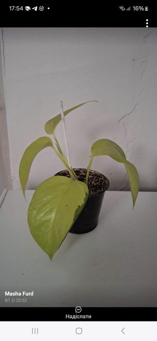 Кімнатні рослини