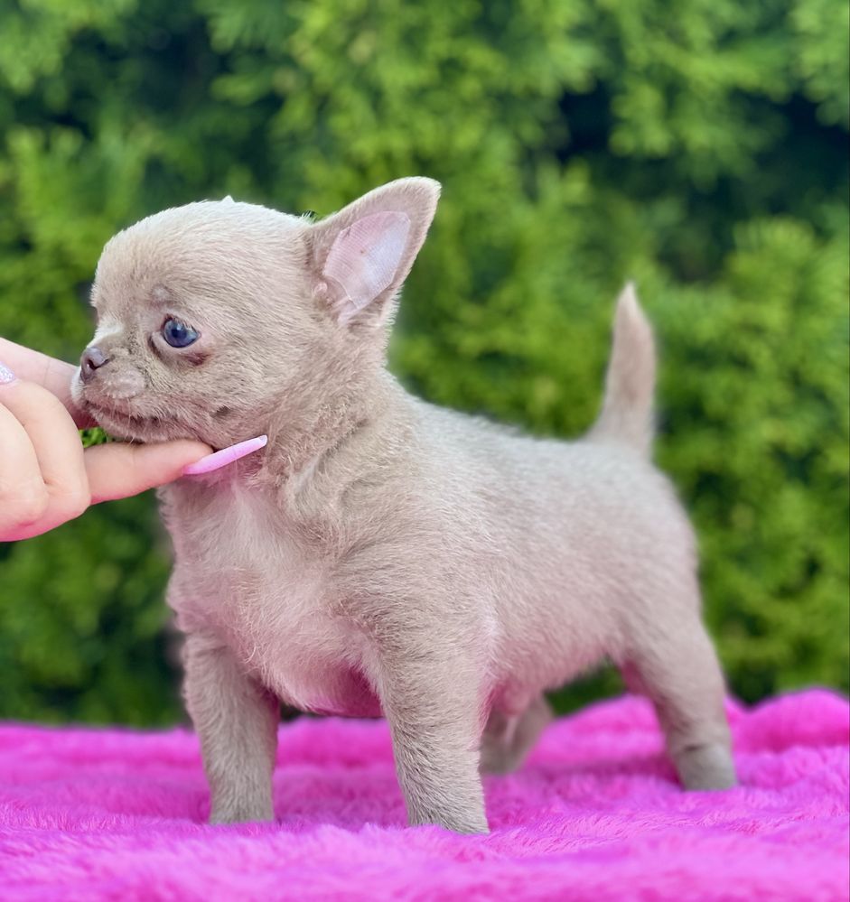 Gotowy do odbioruChihuahua cudowny liliowy chłopczyk