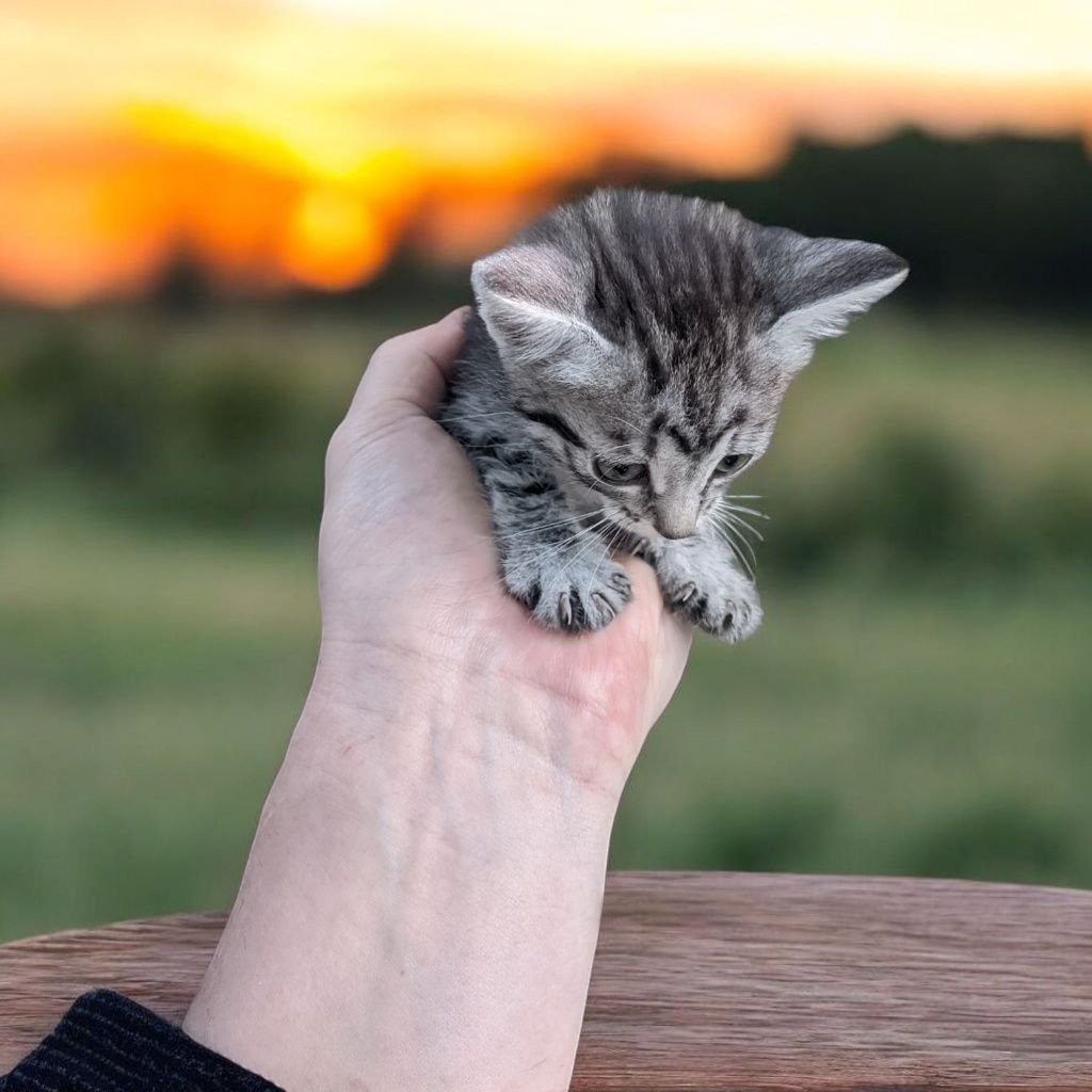 Отдам в добрые руки красивых котят