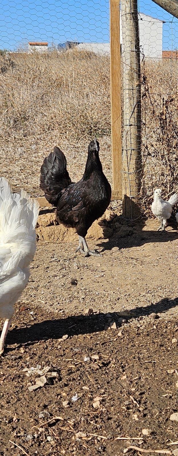 Ovos Fertelizados Ayam Cemani