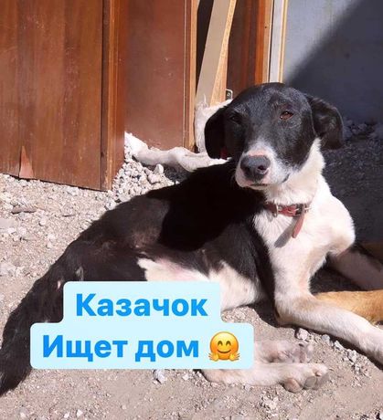 небольшой пес Казак ищет дом кобель собака