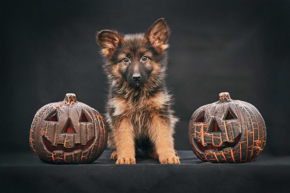 Owczarek niemiecki Owczarki niemieckie