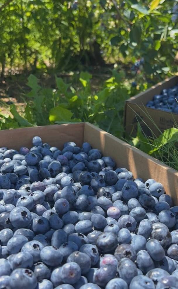 Рассада голубики и малины, метельчатая и крупнолистная гортензия, почв