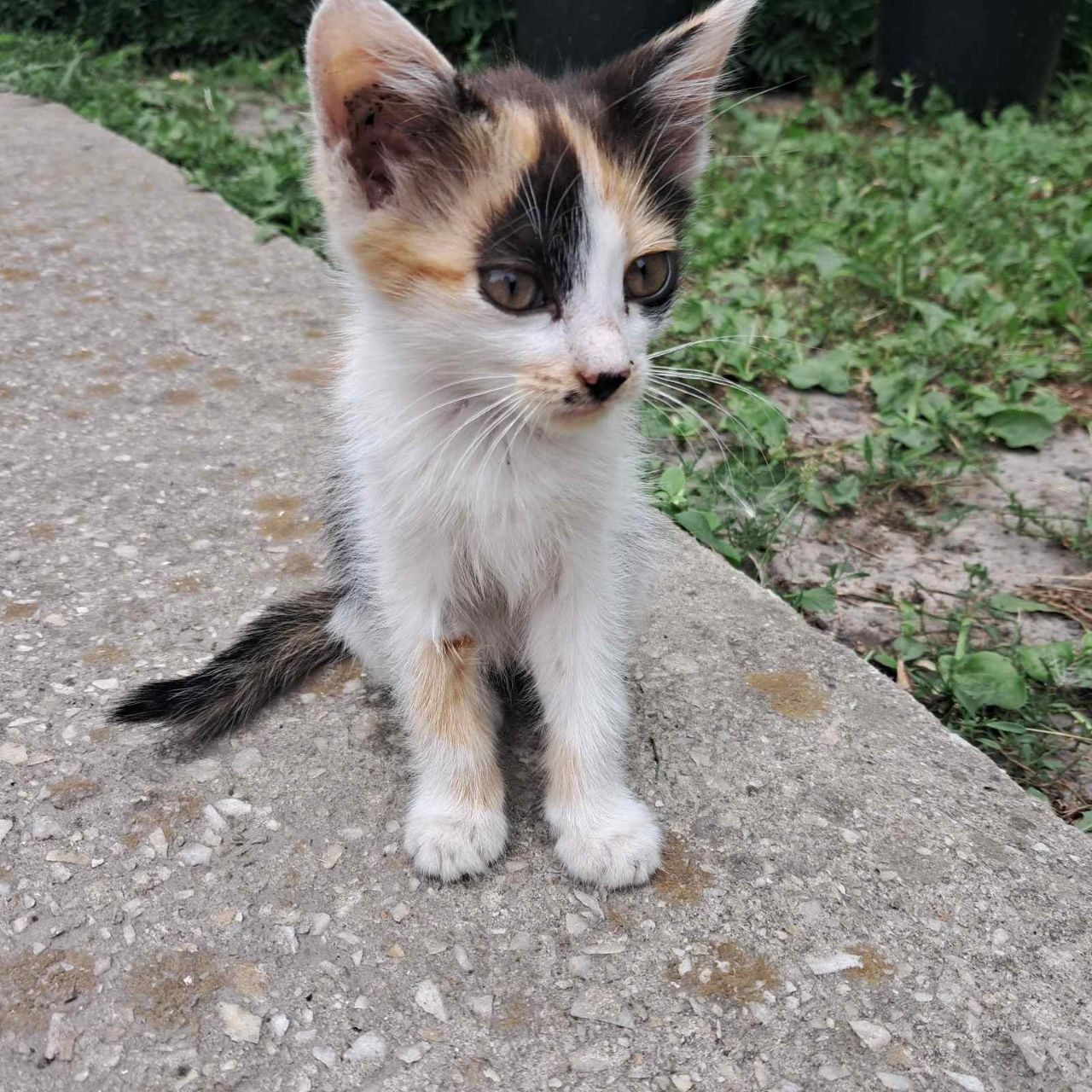 Кошенята в добрі руки