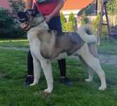 Akita Amerykańska FCI pies
