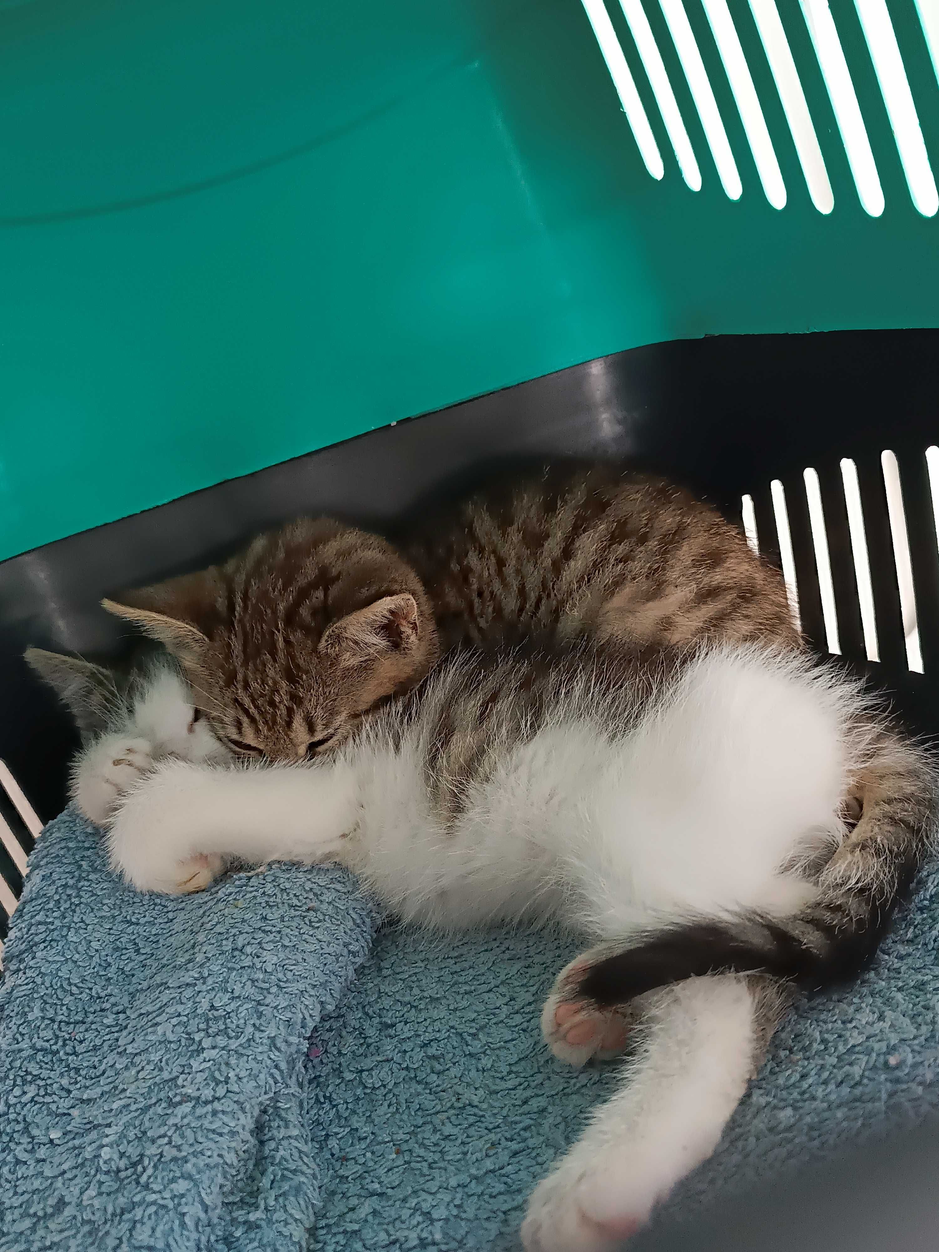 Kotki do adopcji