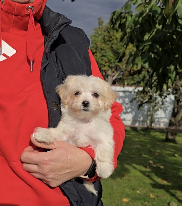 Чарівні дівчатка. Мальтіпу Ф1.