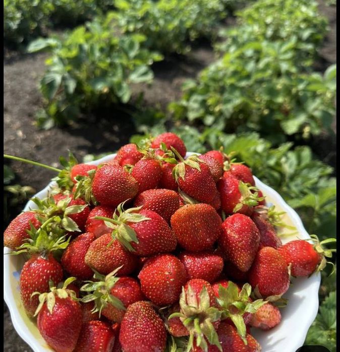 Виноград і полуниця — саджанці від перевіреного розсадника