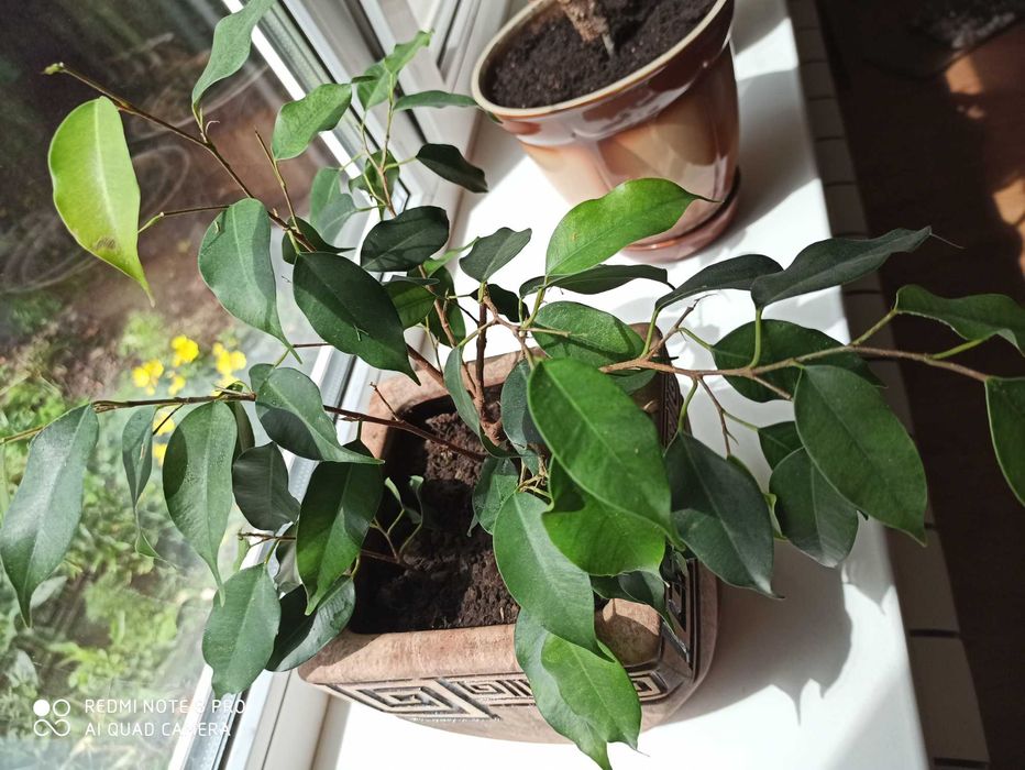 Комнатный цветок адениум диффенбахия фикус аглоанема сингониум пальма