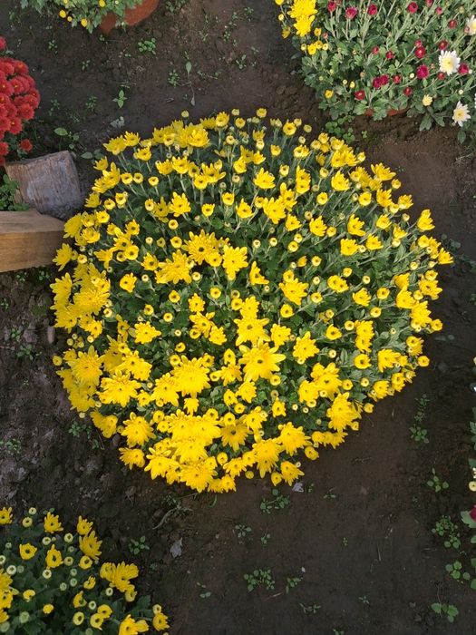 Chryzantemy drobnokwiatowe