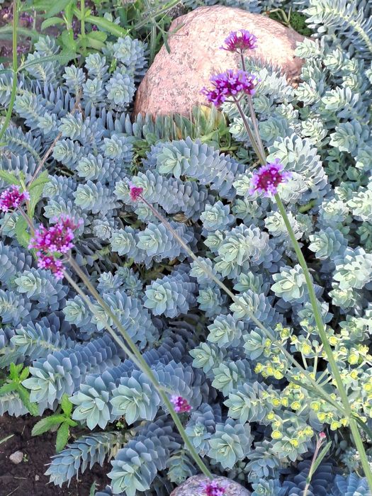 Werbena konwalia funkia bluszcz irys chryzantemy poziomka sadzonki