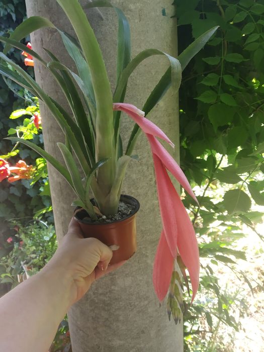 Бильбергия, Алое, Плектрантус, Буссенгольция