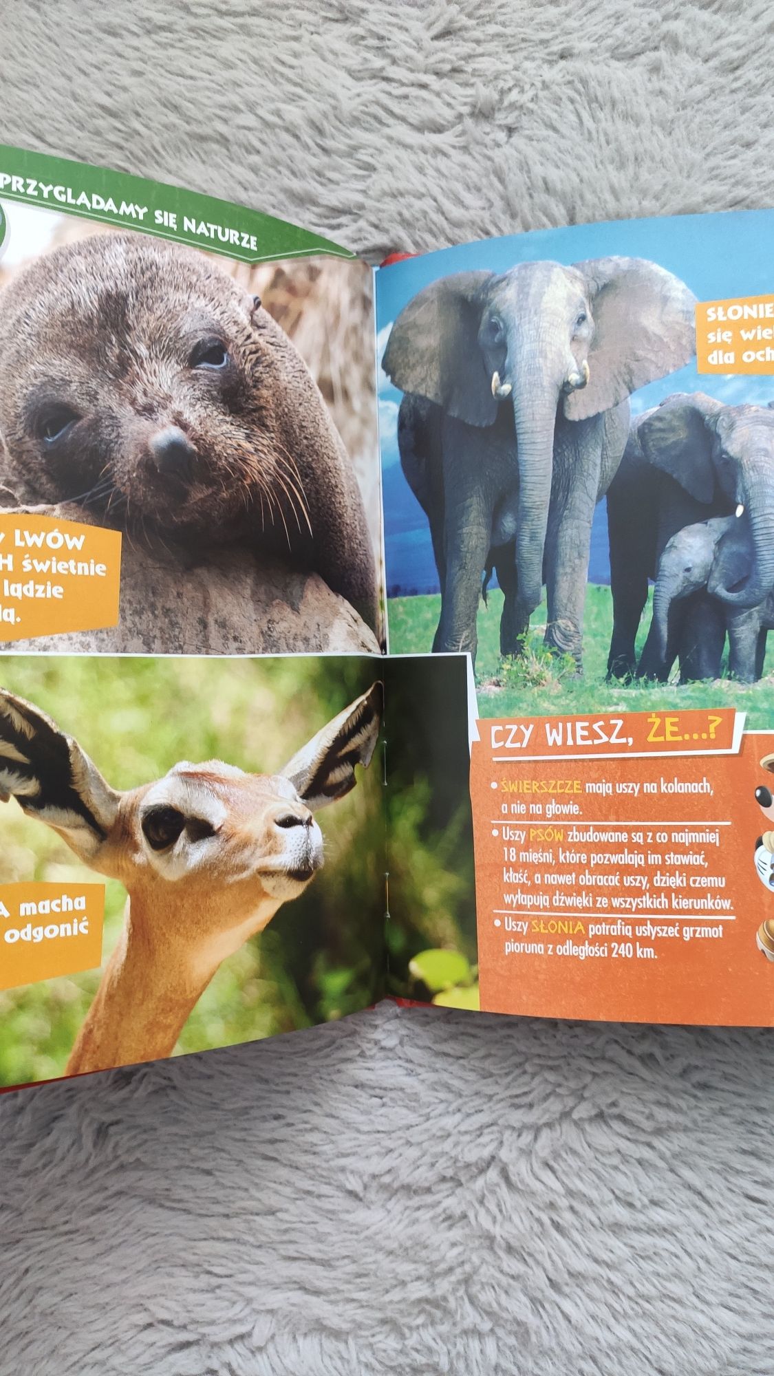 Książka Przyjaciele na Safari