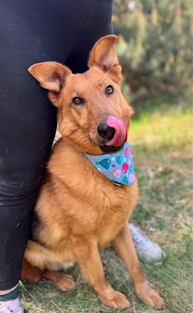 Vigo, troszkę lessie troszkę kundelek - pies do adopcji