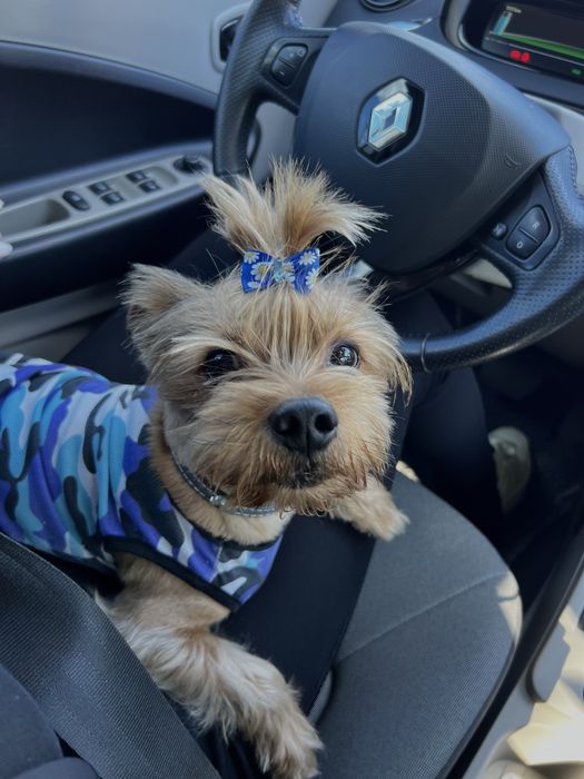 Йорк для в'язки злучка вязка йоркшинський терʼєр