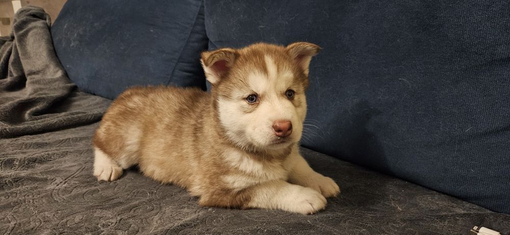 Brązowa suczka Siberian Husky