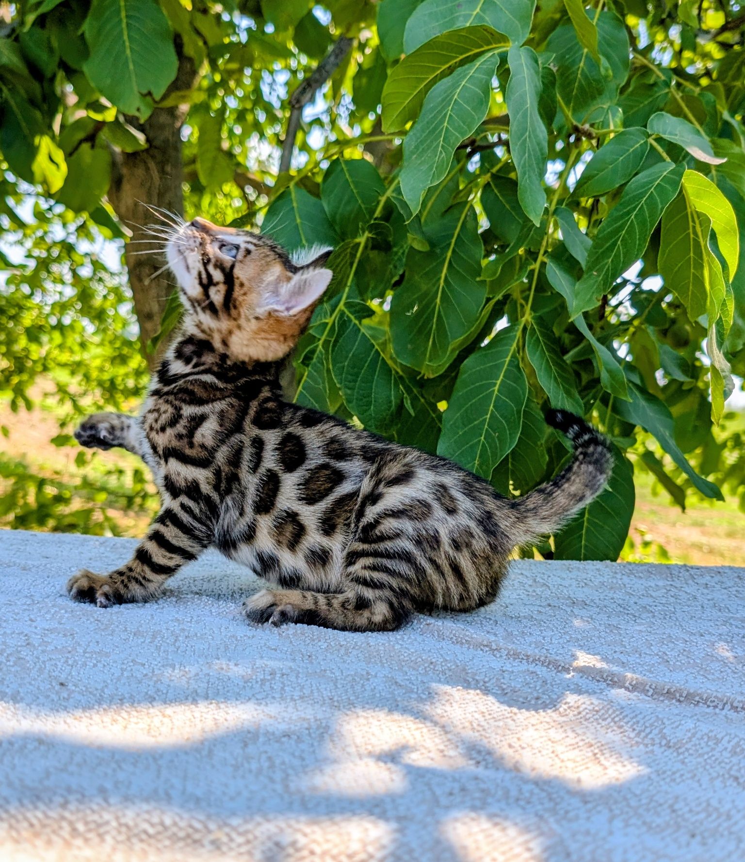 Клубні бенгальські кошенята.