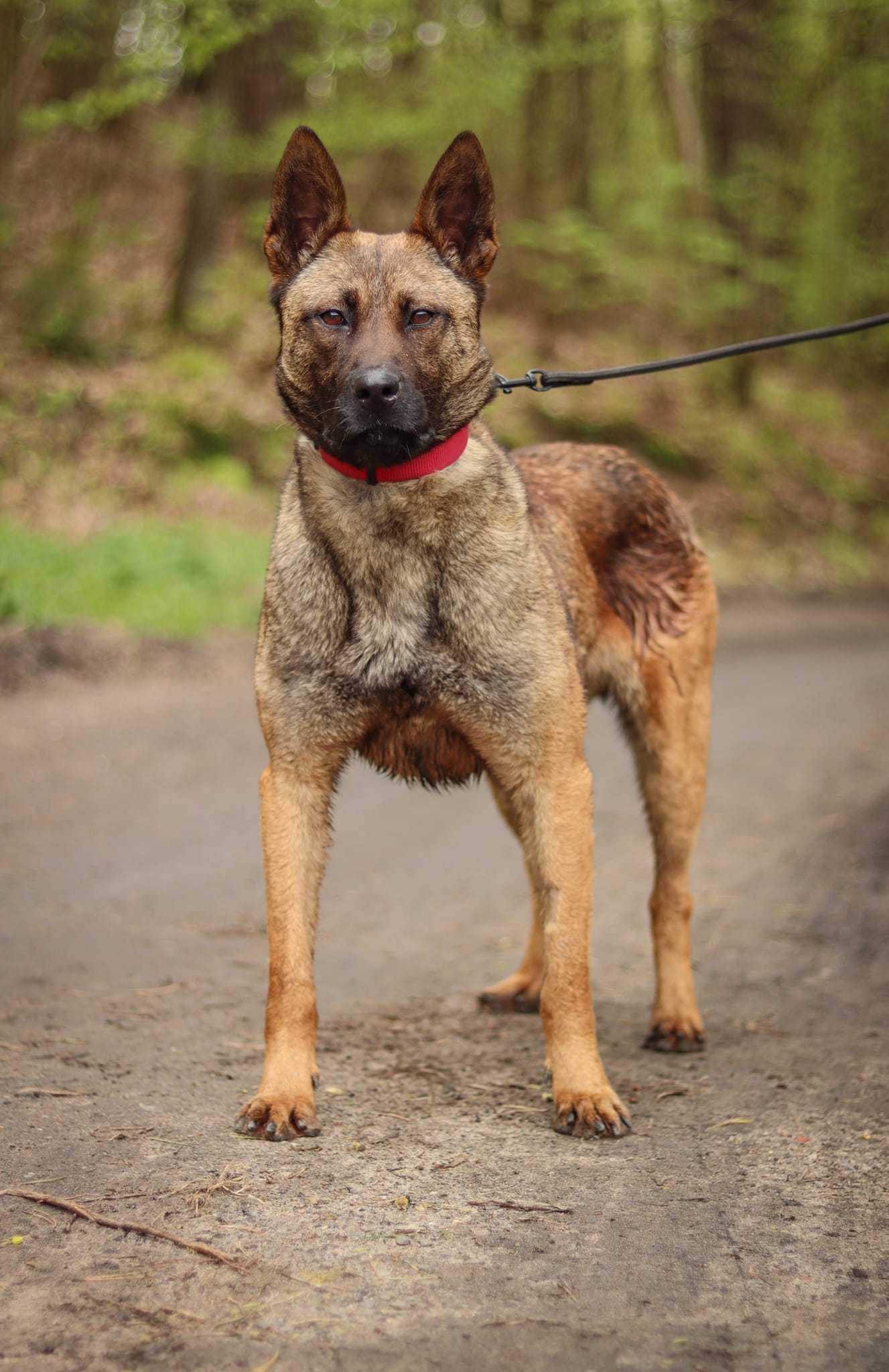 Sunia w typie owczarka belgijskiego do adopcji