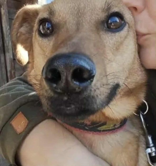 Oddam za darmo, do adopcji- Kubuś szuka kochającego domu