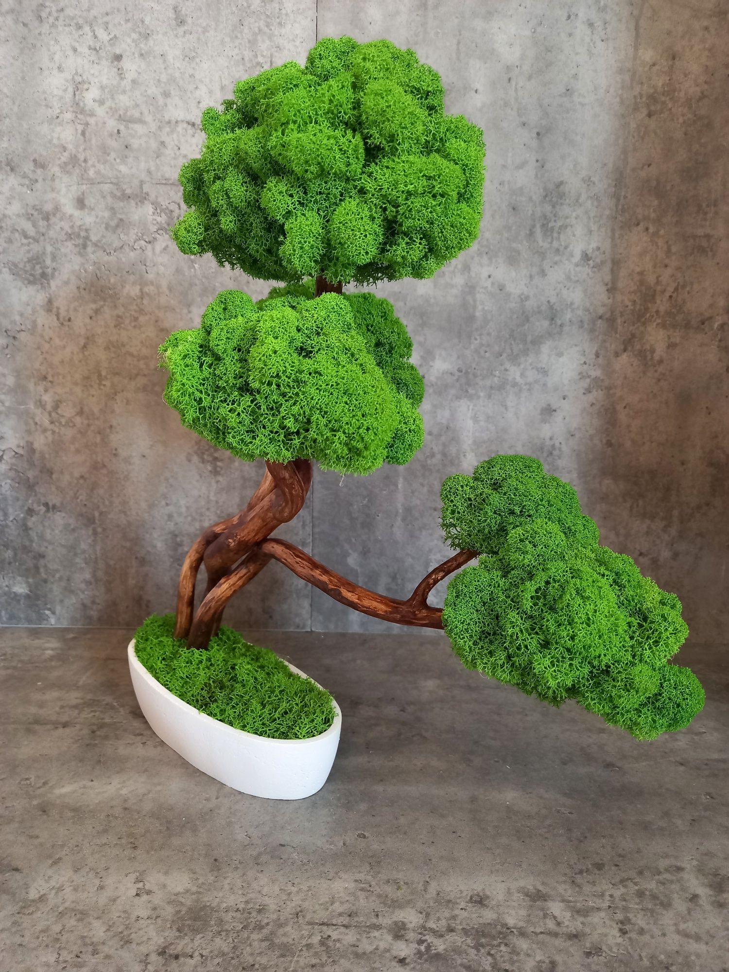 Drzewko bonsai. Mech Chrobotek.Prezent. Wyposażenie wnętrz