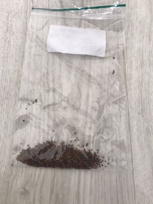 Sementes Rúcula biológica-Portes Incl.