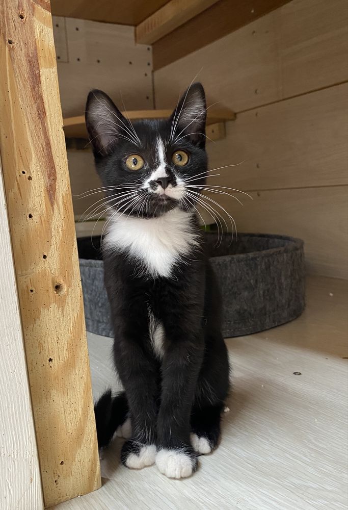 Кошенята, 2,5 міс, дівчатка, шукаємо домівку