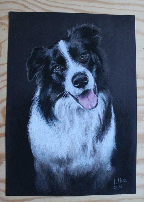 Border collie portret psa pies rysunek kredkami na czarnym brystolu A3