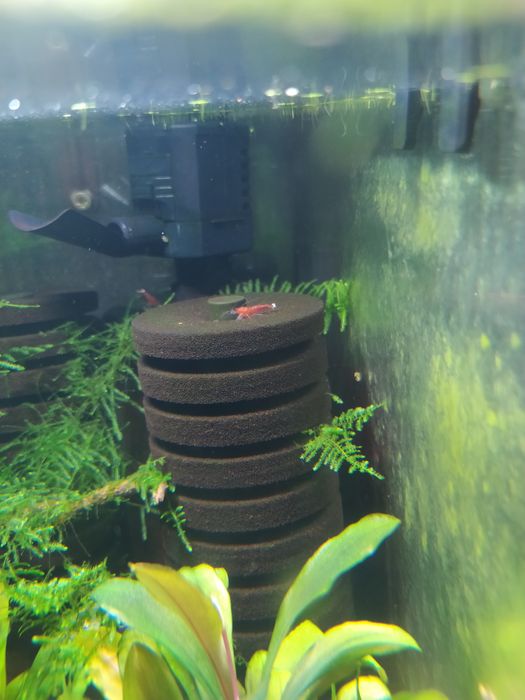 Krewetki Red Ruby Extreme