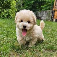 Piesek maltipoo f1 pudel toy maltańczyk odbiór już