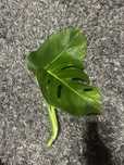 Monstera variegata szczyt