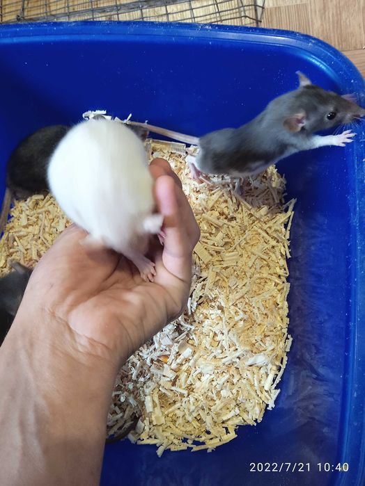 Продаю Крыс дамбы