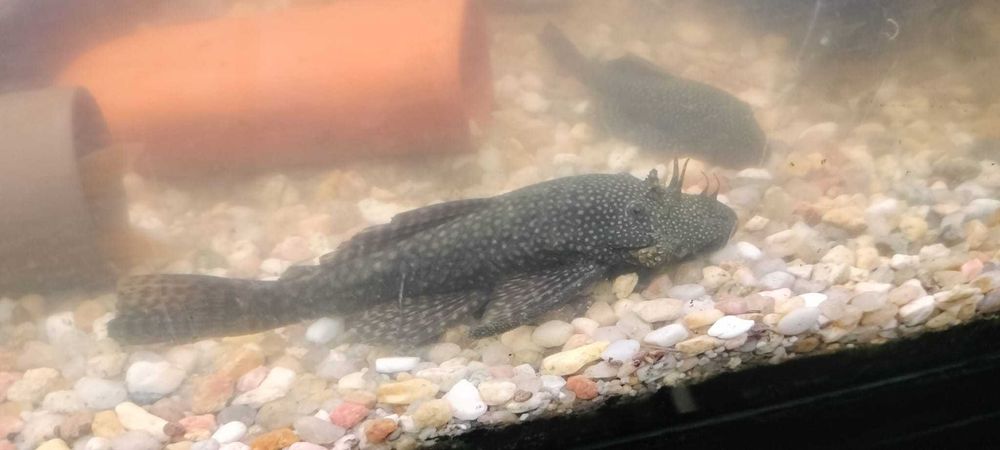 Vendo Ancistrus comum