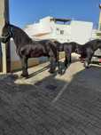 Cavalo Frísio Friesian