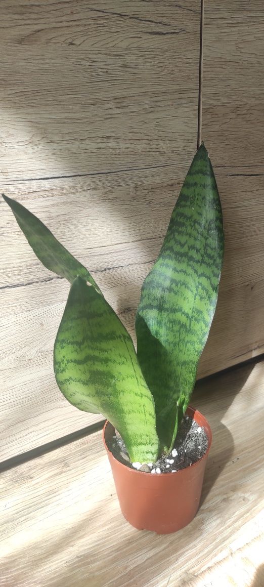 Sansevieria zeylanica