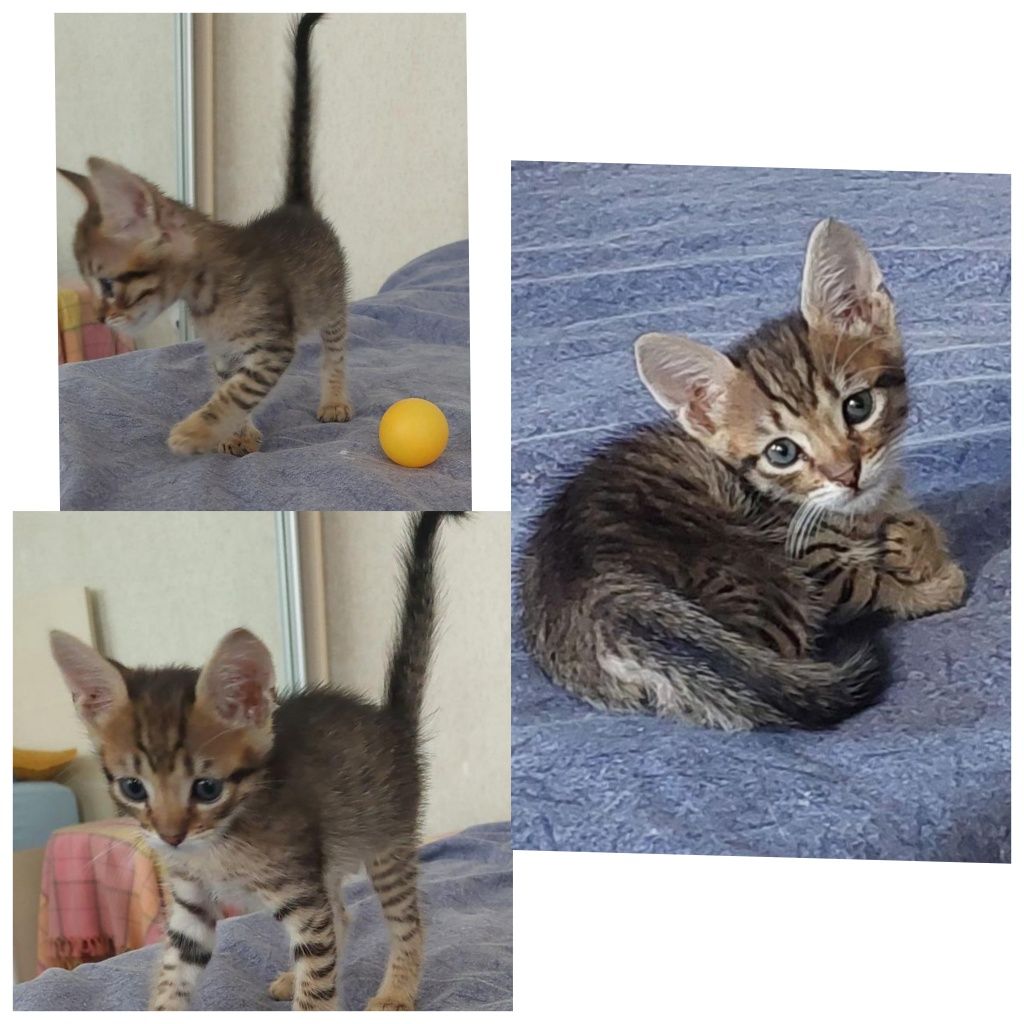 Крошка котенок с большими ушами