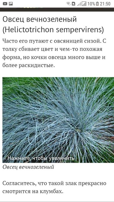 Вівсяниця сиза. Овсяница сизая.Овсяница голубая..Фестука.