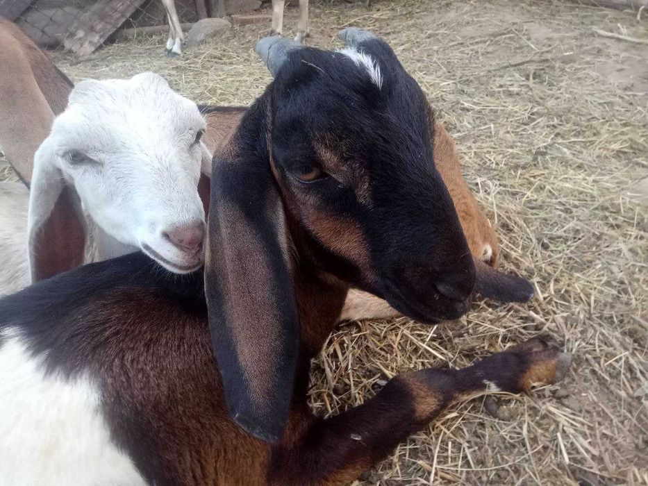 Козлики англо-нубийские