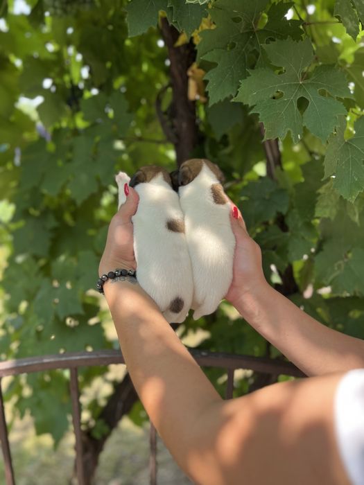 Хлопчики красунчики