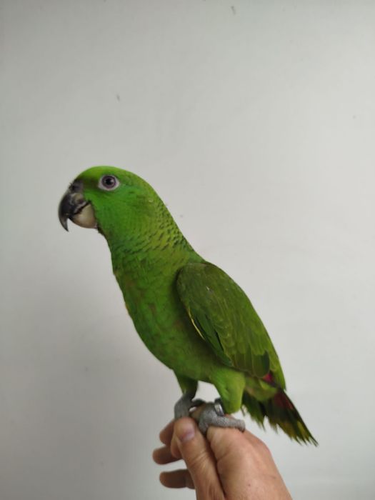 Papagaios amazona auropalliata