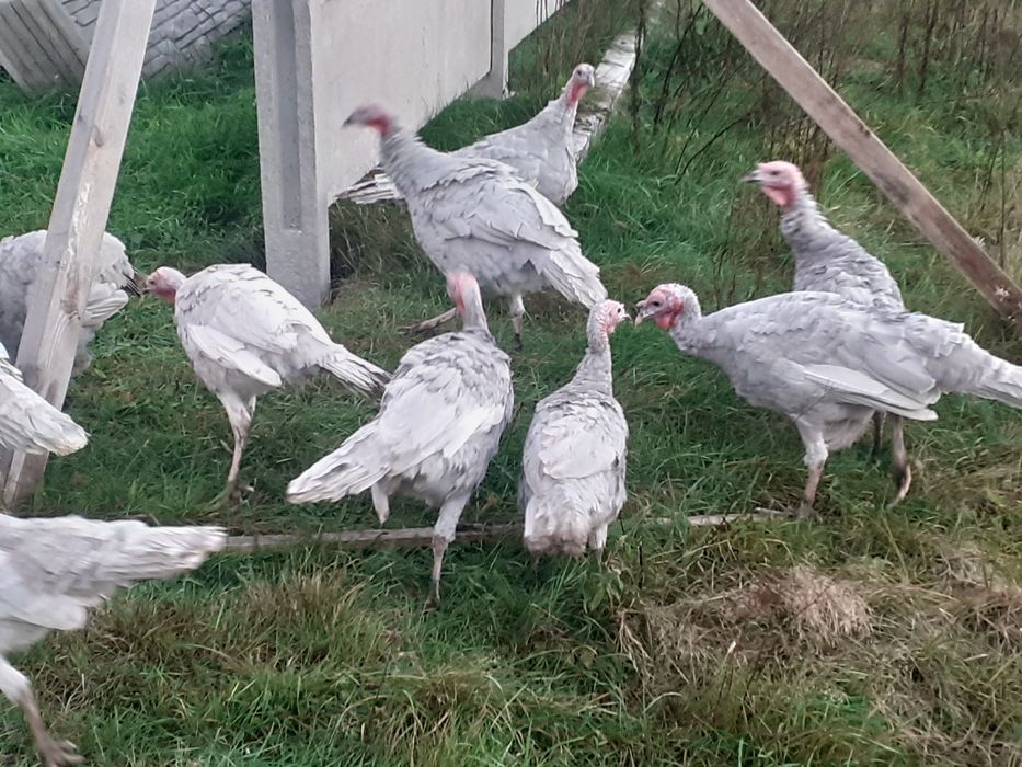 Indyli, indory lawendowe