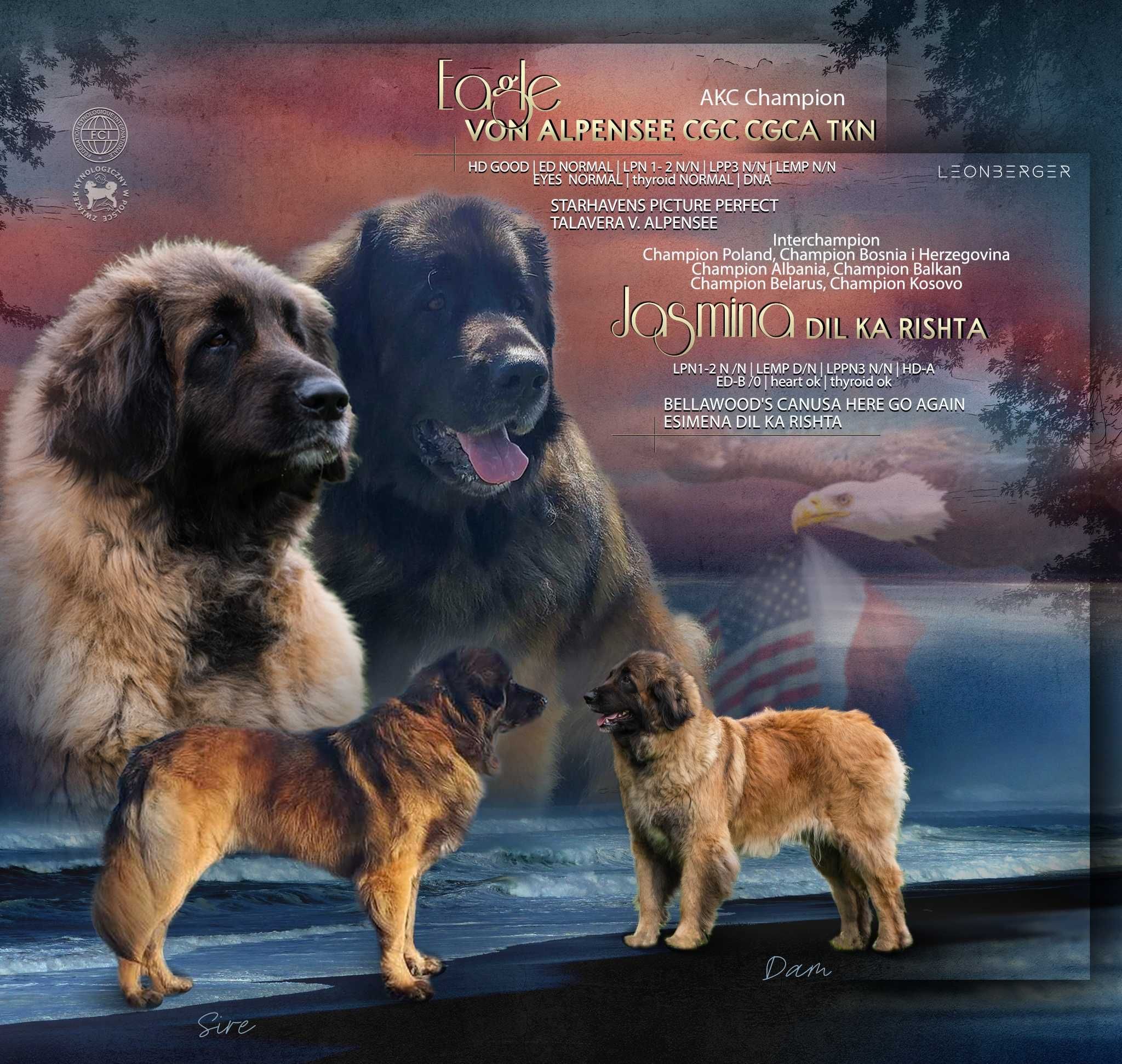 Leonberger - piesek