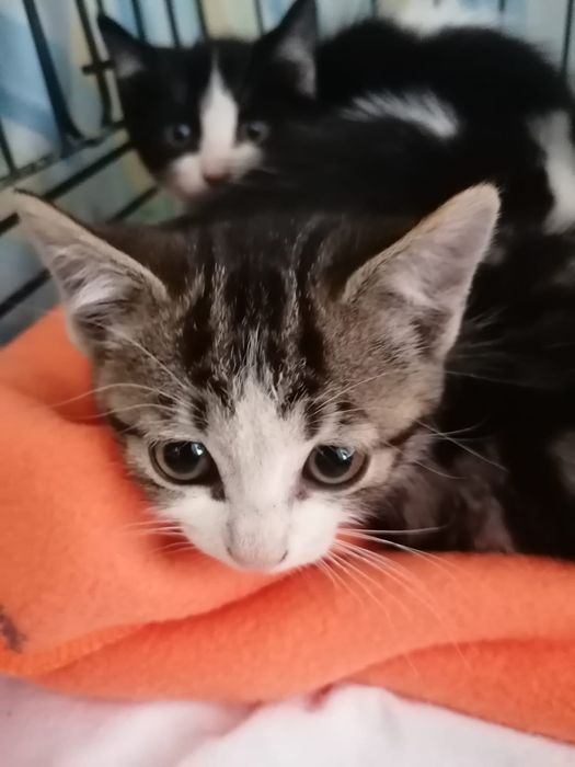 Gatinhas bebés para adoção