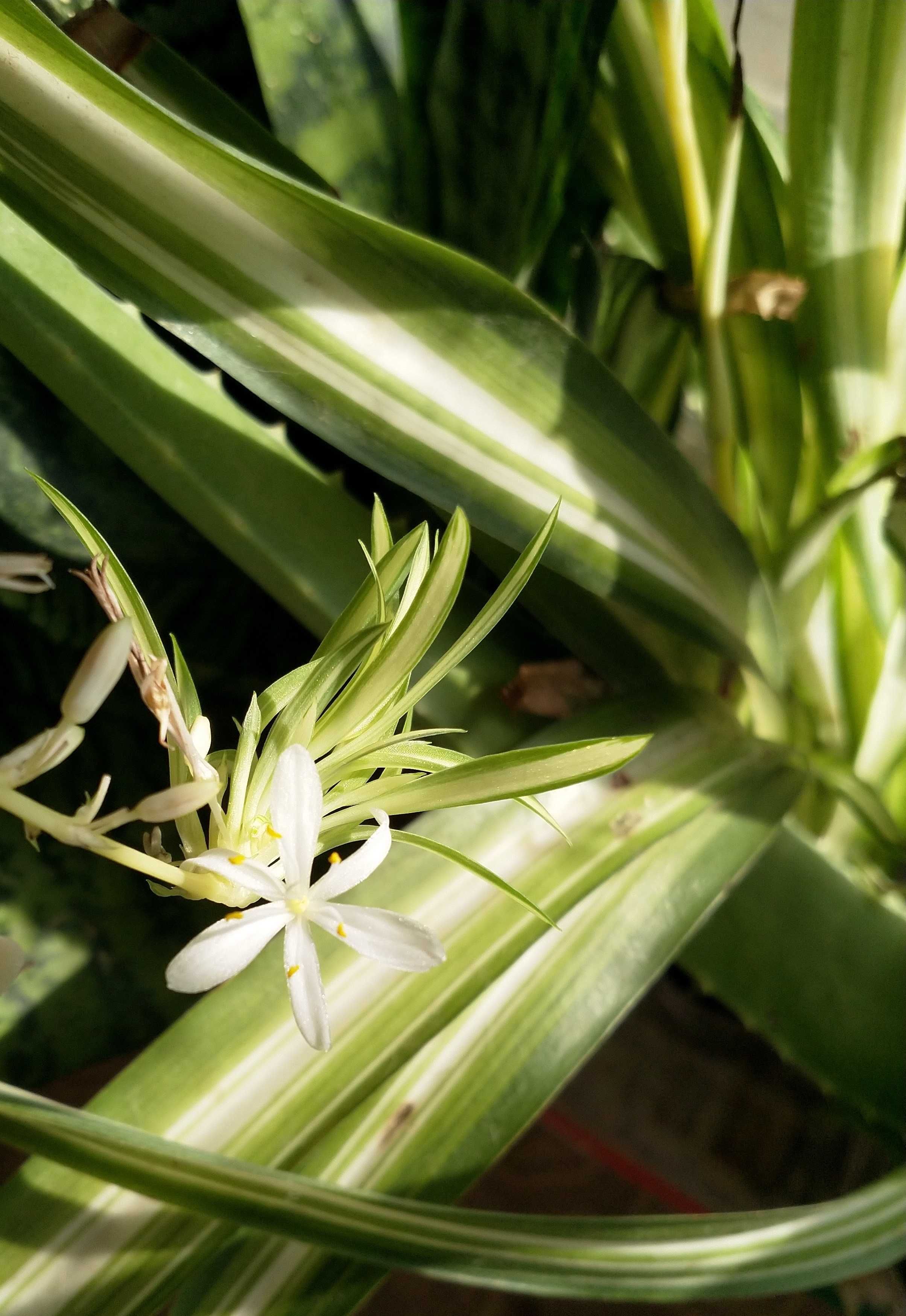 Хлорофитум Океан (chlorophytum ocean)