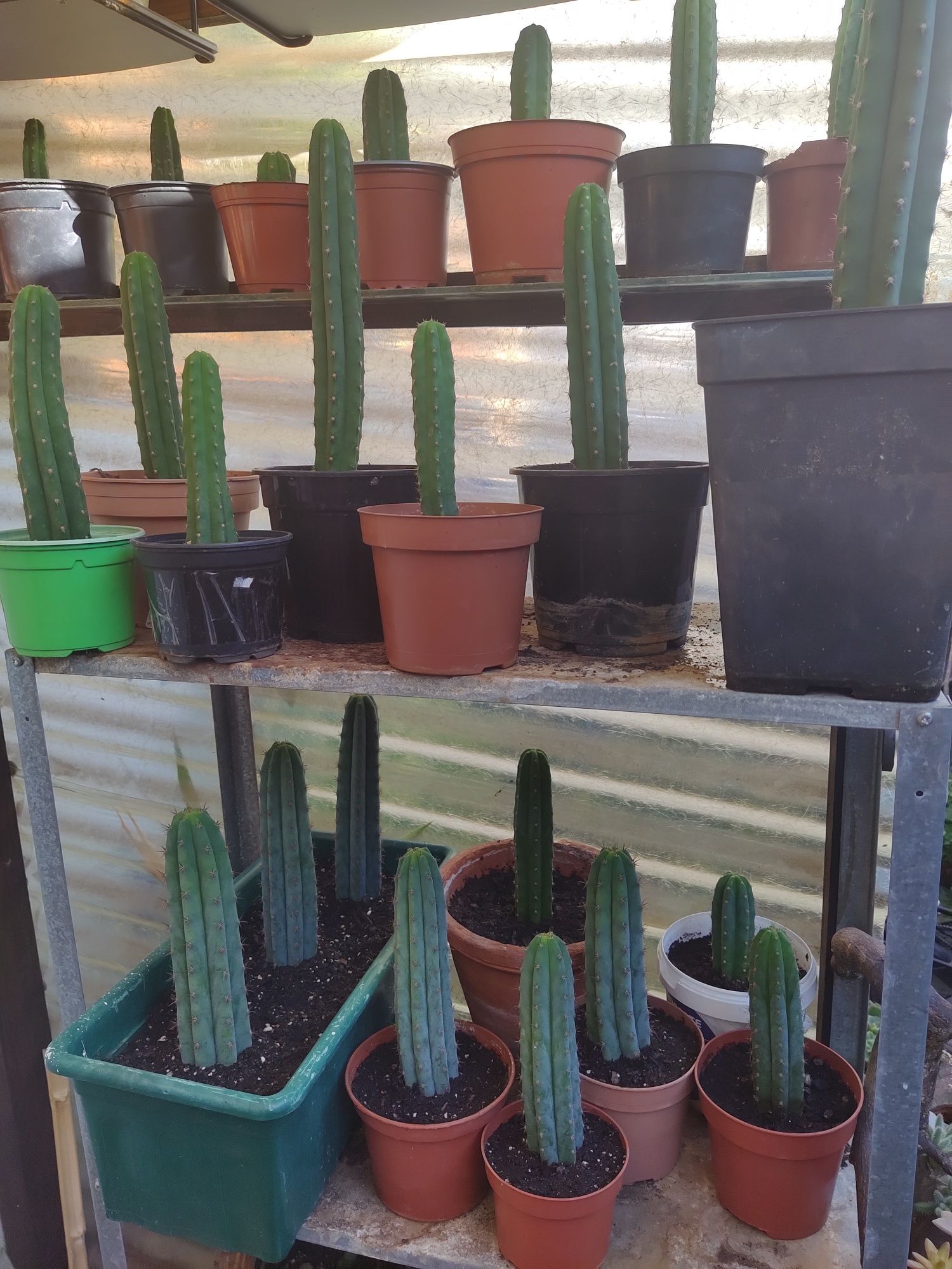 Cactos San Pedro (Echinopsis Pachanoi)